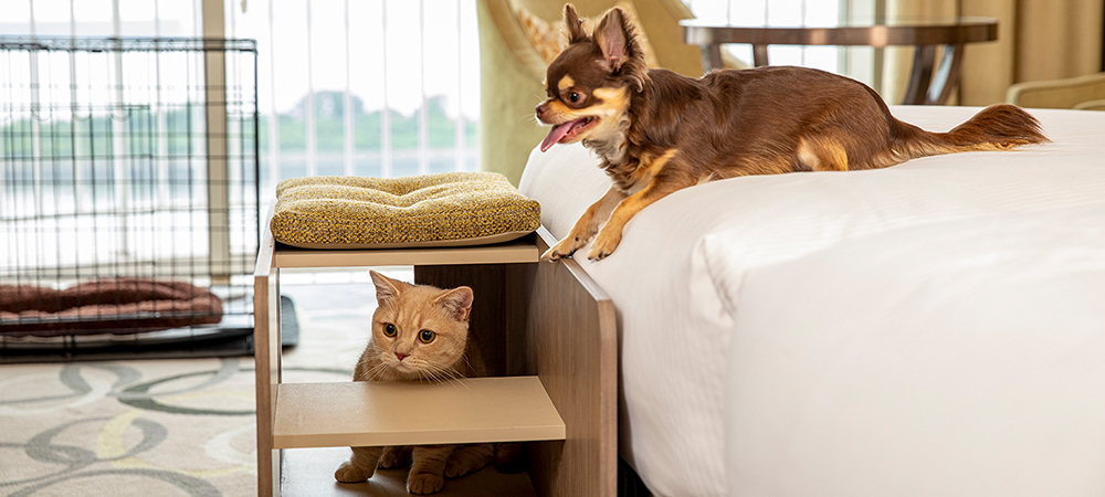 【ペットといっしょにお泊り】ワンニャイトステイ+plus／朝食付き