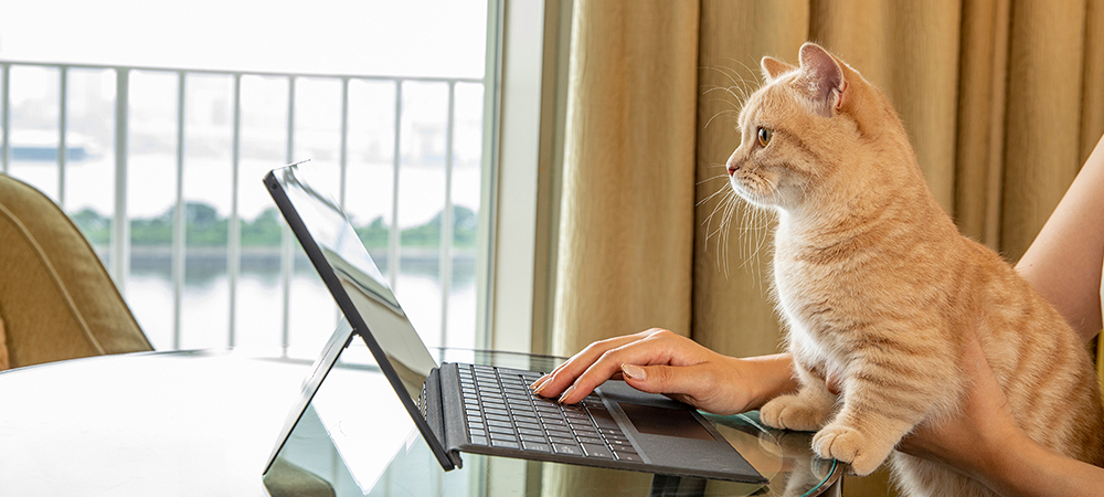 【ペットといっしょにお泊り】ワンニャイトステイ+plus／朝食付き